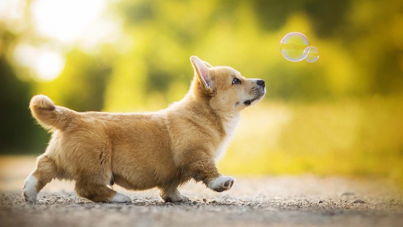 Chó Corgi dễ thương đuổi theo bong bóng trong nền cỏ xanh, ảnh HD 450x800, hình nền sinh động và đáng yêu.
