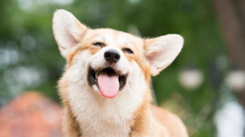 Chó Corgi vui vẻ, lưỡi thè, nền xanh, ảnh HD 450x800, hình nền đáng yêu cho người yêu thú cưng.