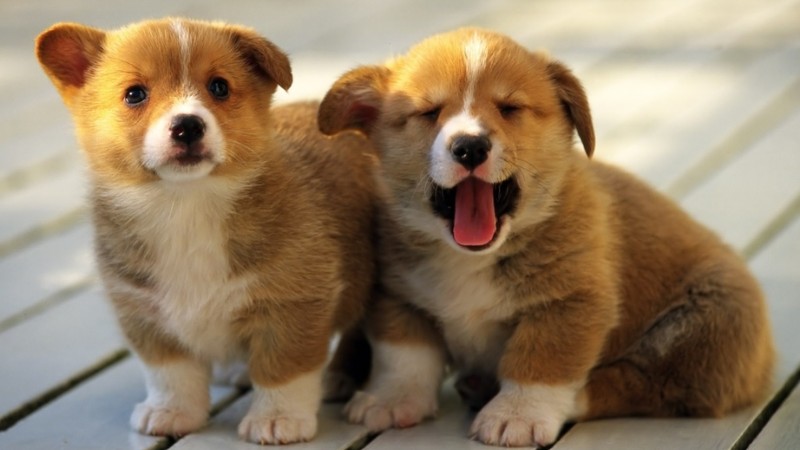 Hai chú chó con Corgi dễ thương trên sàn gỗ, ảnh nền 1080x1920 chất lượng HD, hoàn hảo cho màn hình điện thoại.