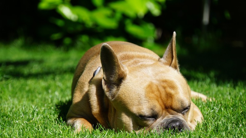 Chó Bulldog Pháp ngủ trên cỏ xanh trong vườn, ảnh HD 450x800, hình nền yên bình, thư giãn, chất lượng sắc nét.