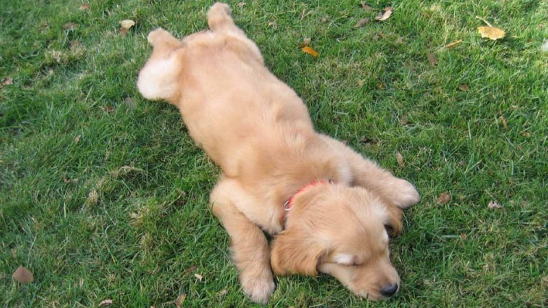 Chó con Golden Retriever đang nằm ngủ trên cỏ xanh, hình nền HD 450x800, tạo cảm giác thư giãn và dễ thương.