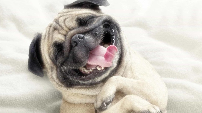 Chú chó pug dễ thương cười tươi trên nền trắng, ảnh nền HD 450x800, tạo cảm giác vui nhộn và tươi mới.