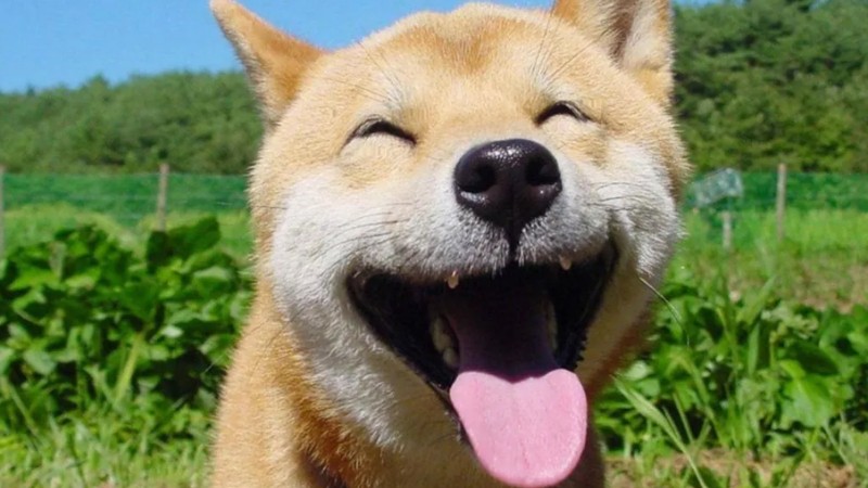 Chó Shiba Inu cười tươi dưới ánh nắng, nền cỏ xanh, ảnh HD 1080x1920, hình nền thú cưng vui nhộn.