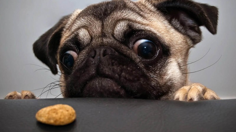 Chú chó pug dễ thương nhìn bánh quy với ánh mắt tò mò, nền HD, độ phân giải 1080x1920, hình nền thú vị.