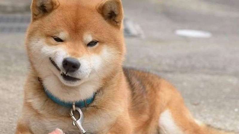 Chú chó Shiba Inu dễ thương nằm thư giãn, hình nền HD 450x800, thú cưng đáng yêu, ảnh chất lượng cao.
