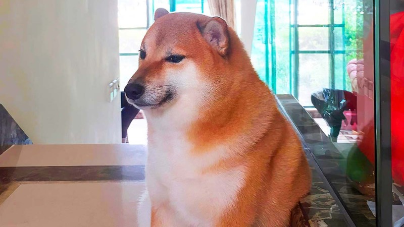 Chú chó Shiba đáng yêu trong nhà, nền cửa sổ sáng, ảnh HD 450x800, hình nền thú cưng lý tưởng.