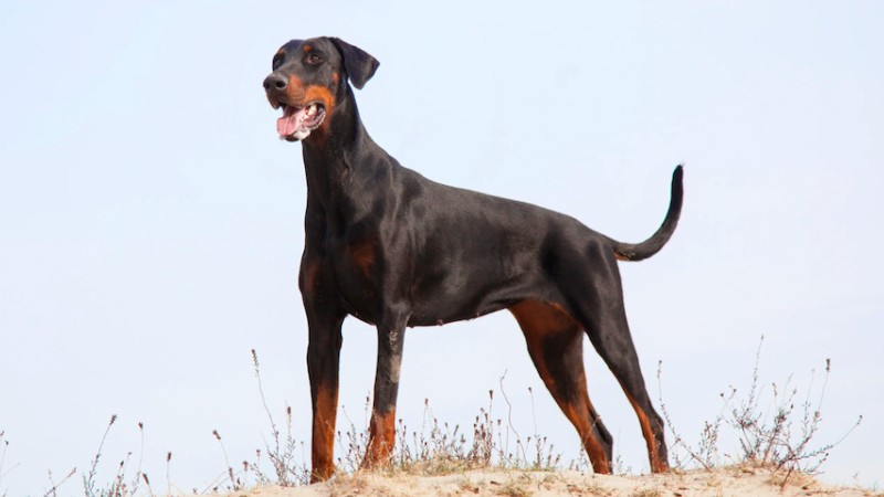 Chó Doberman đứng trên đồi dưới bầu trời trong xanh, ảnh chất lượng HD, 450x800, phong cảnh tự nhiên.