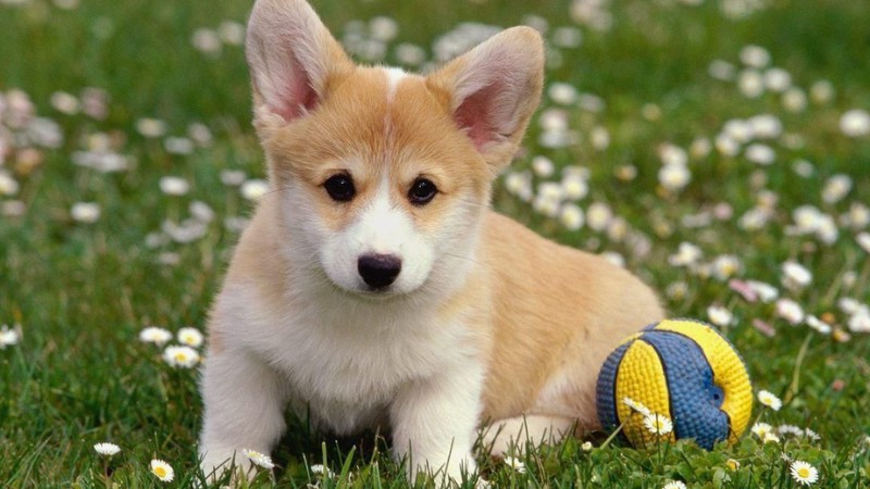 Chó con Corgi dễ thương chơi bóng trên cỏ, hình nền 1080x1920, chất lượng HD, tạo cảm giác vui tươi và sinh động.