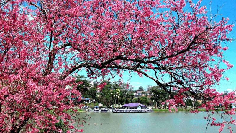Cảnh hồ và hoa anh đào nở rộ, chất lượng HD, độ phân giải 1080x1920, phong cảnh thiên nhiên đẹp hút hồn.