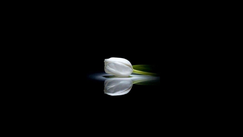 Nền đen với hoa tulip trắng phản chiếu, hình nền HD 1080x1920, mang lại cảm giác thanh lịch và tinh tế.