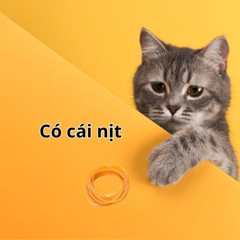 Chú mèo dễ thương trên nền vàng, chạm vào dây thun, độ phân giải 768x768, chất lượng HD, hình nền thú vị.