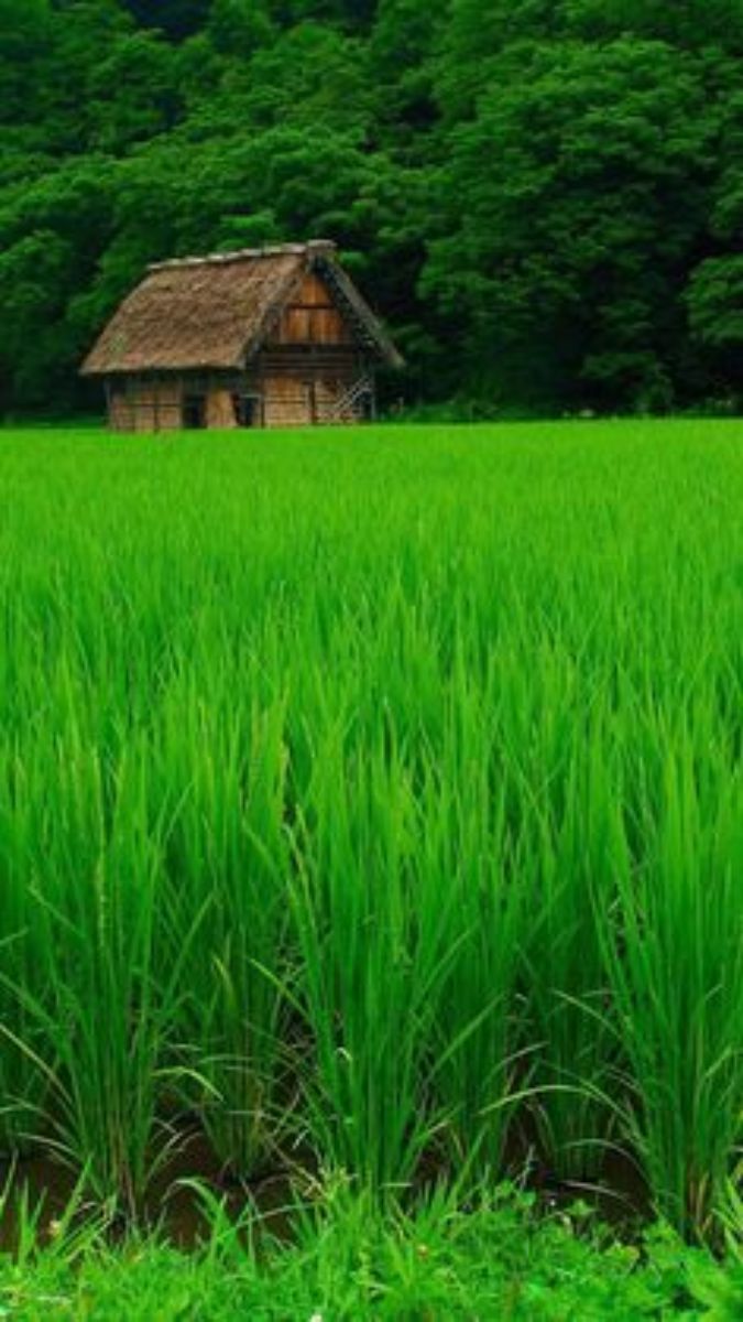 Nhà tranh giữa đồng lúa xanh, nền thiên nhiên tươi mát, độ phân giải 1080x1920, chất lượng HD.