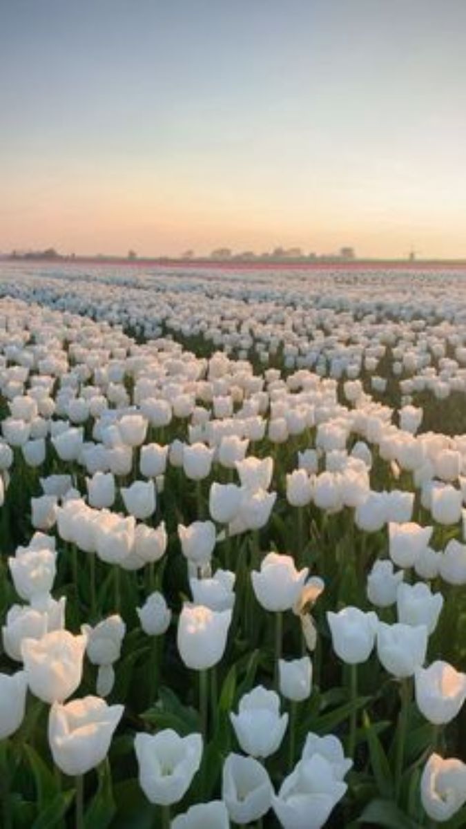 Cánh đồng hoa tulip trắng dưới hoàng hôn, độ phân giải 1080x1920, chất lượng hình ảnh HD, phong cảnh thiên nhiên.
