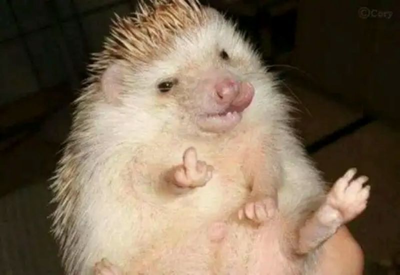 Hedgehog dễ thương giơ tay, độ phân giải 1080x1920, hình nền HD, động vật hoang dã đáng yêu.