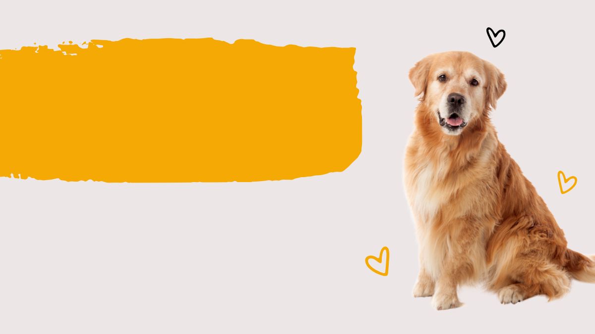 Chó Golden Retriever đáng yêu ngồi cạnh nền vàng, ảnh nền HD chất lượng cao, 1080x1920.