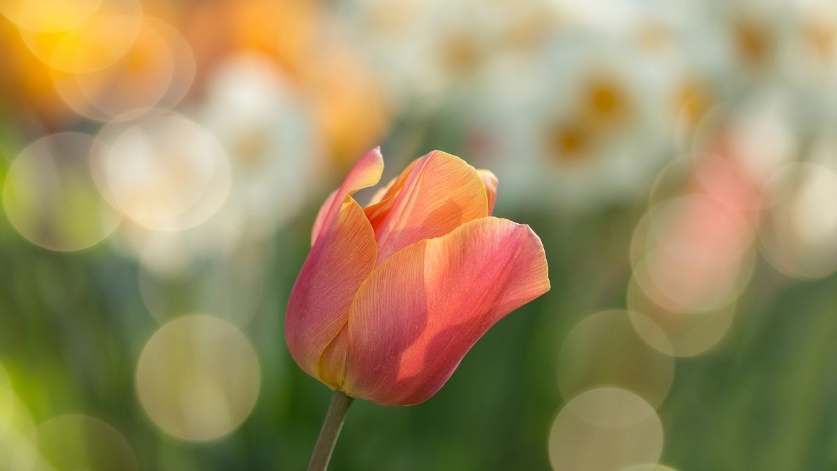 hinh-nen-powerpoint-hoa-20 Tulip rực rỡ nở trong vườn mùa xuân, nền mờ ảo, ảnh HD 1080x1920, hình nền thiên nhiên tươi sáng.