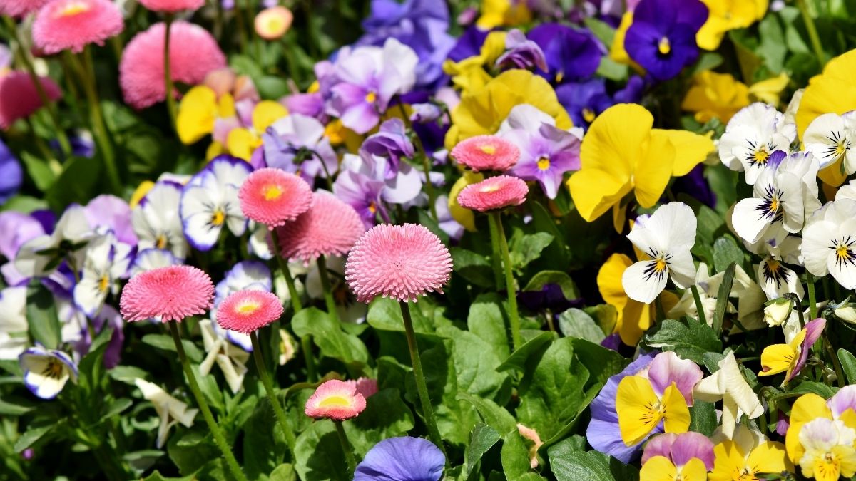 hinh-nen-powerpoint-hoa-21 Background of vibrant spring flowers in full bloom, 1080x1920 HD, showcasing colorful garden scenery.