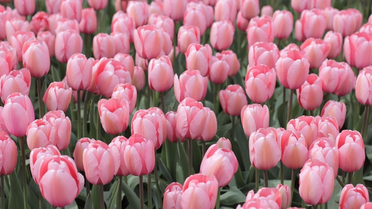 hinh-nen-powerpoint-hoa-31 Cánh đồng hoa tulip hồng nở rộ, hình nền HD, 1080x1920, mang lại cảm giác tươi mới và lãng mạn.