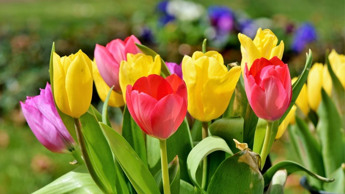hinh-nen-powerpoint-hoa-32 Tulip rực rỡ trong vườn xuân, ảnh nền 1080x1920 HD, sắc màu tươi sáng, lý tưởng cho hình nền thiên nhiên.