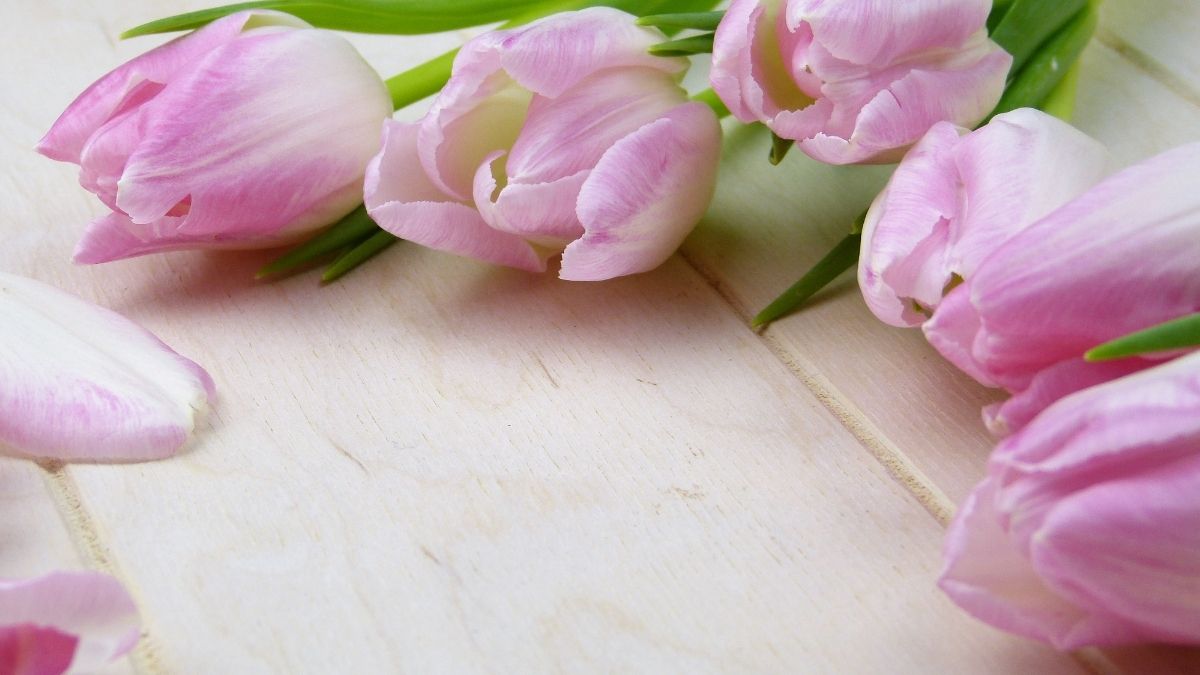 hinh-nen-powerpoint-hoa-34 Nền hoa tulip hồng tinh tế trên gỗ sáng, chất lượng HD, 675x1200, lý tưởng cho hình nền thiên nhiên đẹp.