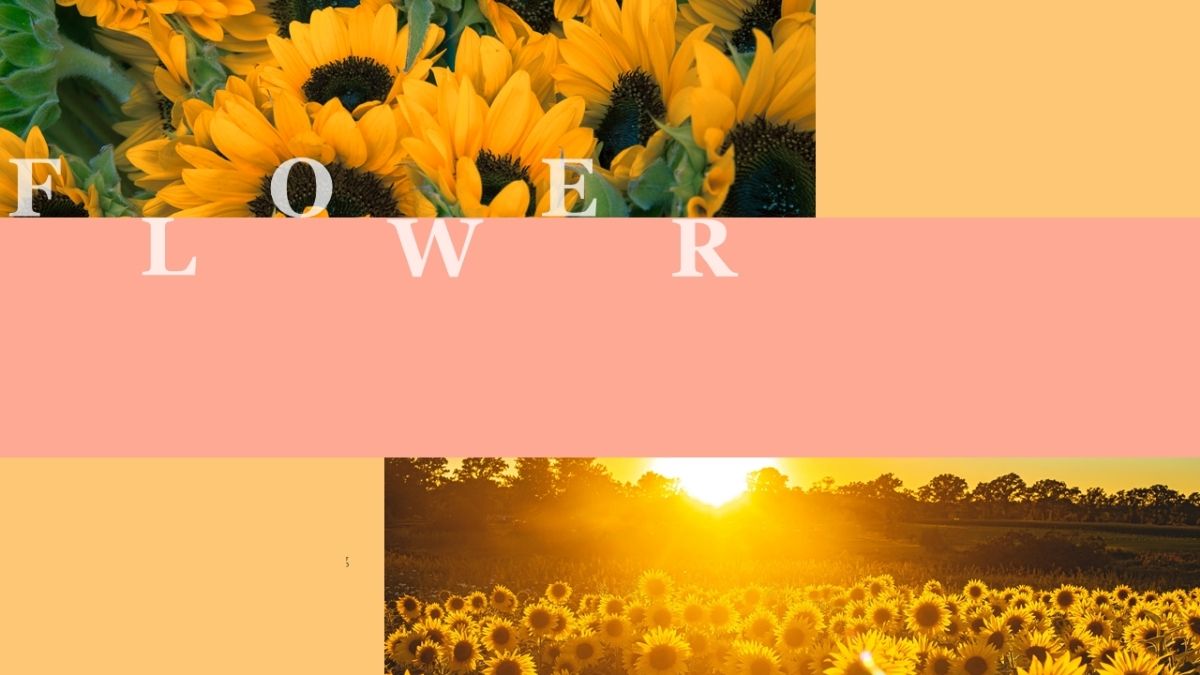 hinh-nen-powerpoint-hoa-huong-duong-17 Hình nền hoa hướng dương vàng rực rỡ lúc hoàng hôn, độ phân giải 1080x1920, chất lượng HD, chủ đề thiên nhiên.