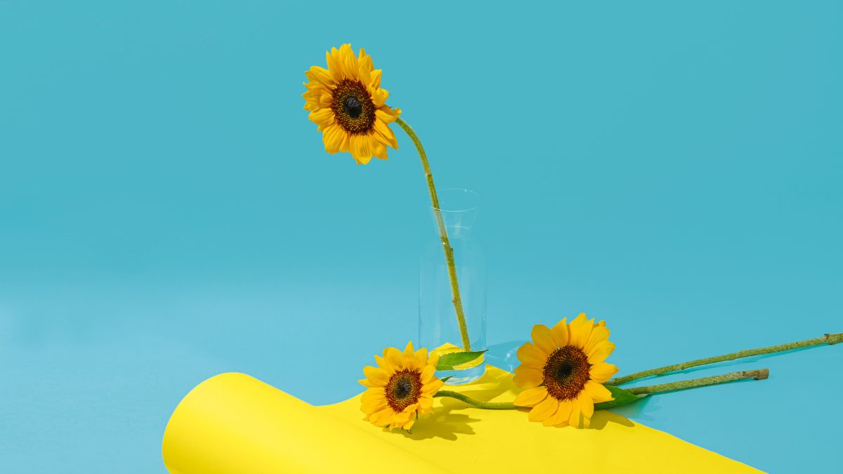Sunflowers in vase on vibrant blue and yellow background, 4K HD wallpaper, 675x1200, nature, bright decor.
