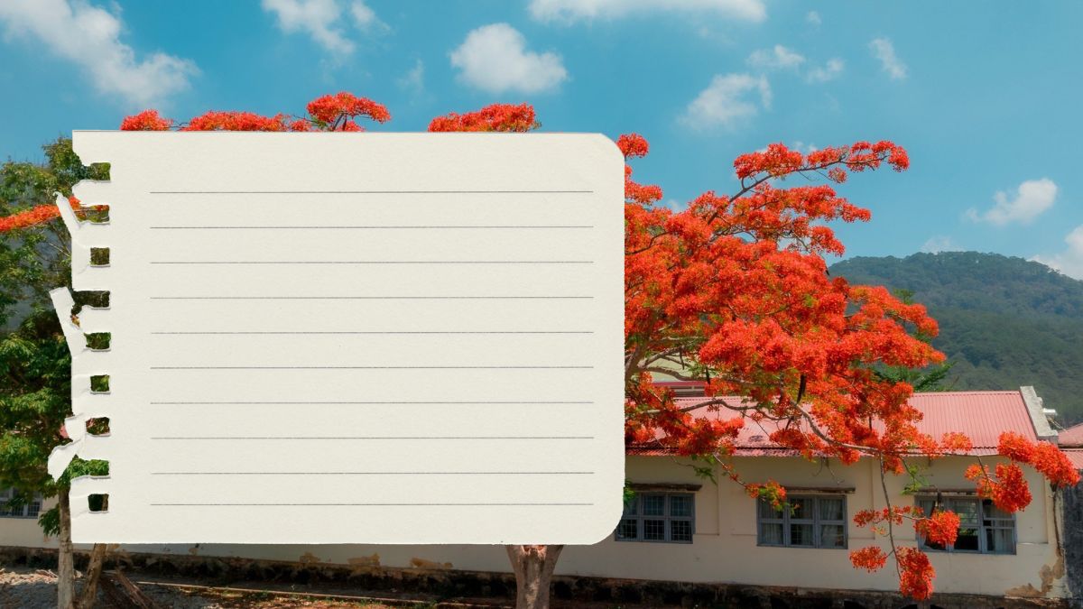 Hình nền thiên nhiên với cây phượng đỏ rực bên ngôi nhà, trời xanh, độ phân giải 1080x1920, chất lượng HD.