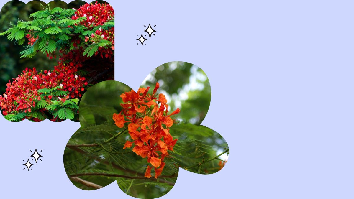 Hoa phượng đỏ rực rỡ trong nền xanh, ảnh chất lượng HD, độ phân giải 1080x1920, lý tưởng làm hình nền.