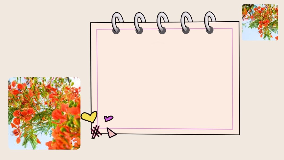 Hình nền sổ tay với hoa phượng đỏ rực, kích thước 1080x1920, chất lượng HD, nền sáng tạo, lý tưởng cho thiết kế.