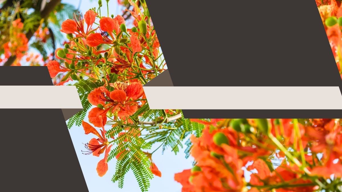 Hình nền hoa phượng đỏ rực rỡ, độ phân giải 1080x1920, chất lượng HD, tạo cảm giác mùa hè nhiệt đới.