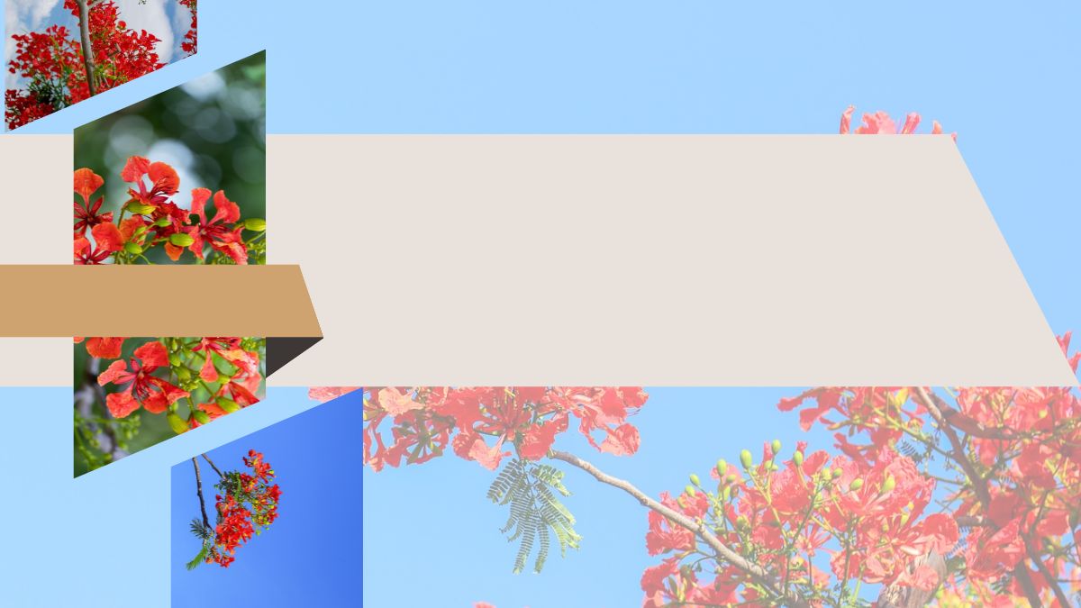 Hình nền hoa phượng đỏ rực rỡ trên nền trời xanh, chất lượng HD, 1080x1920, tạo cảm giác tươi mới và sinh động.