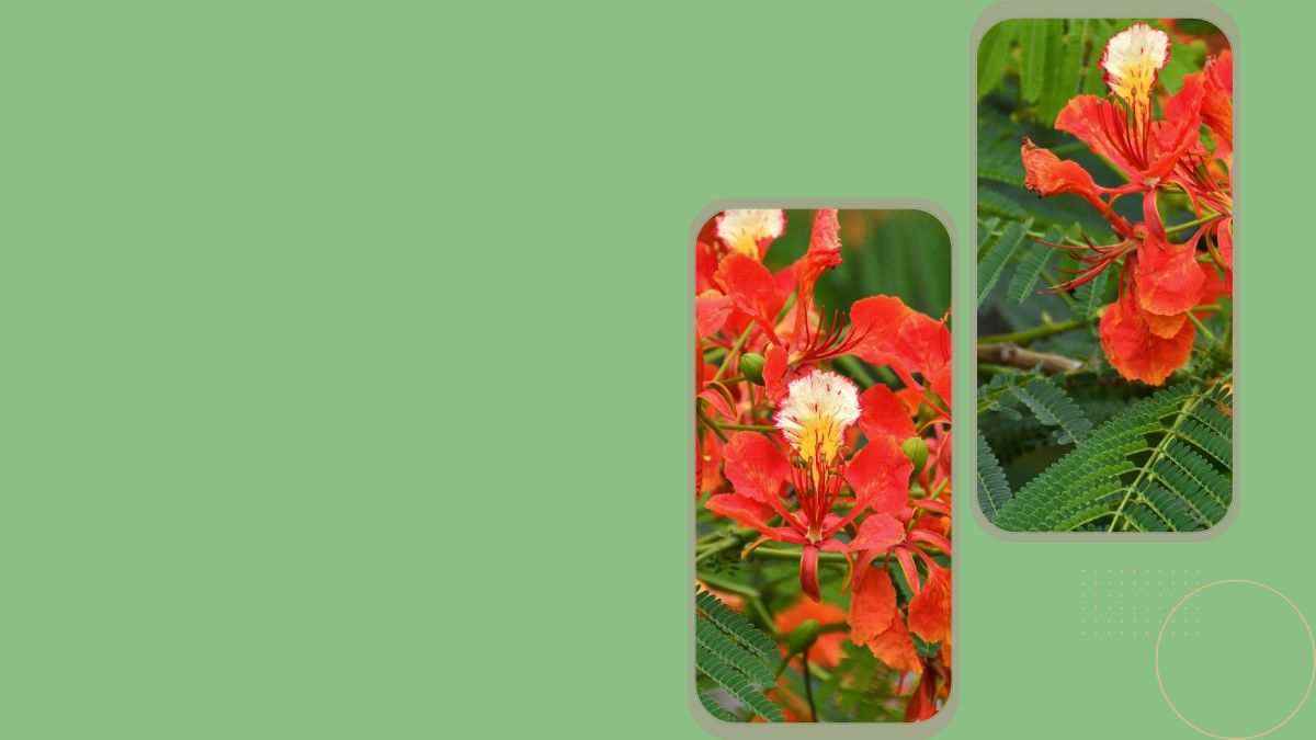 Hoa phượng đỏ rực rỡ, nền xanh, độ phân giải 1080x1920, chất lượng HD, phong nền thiên nhiên tươi sáng.