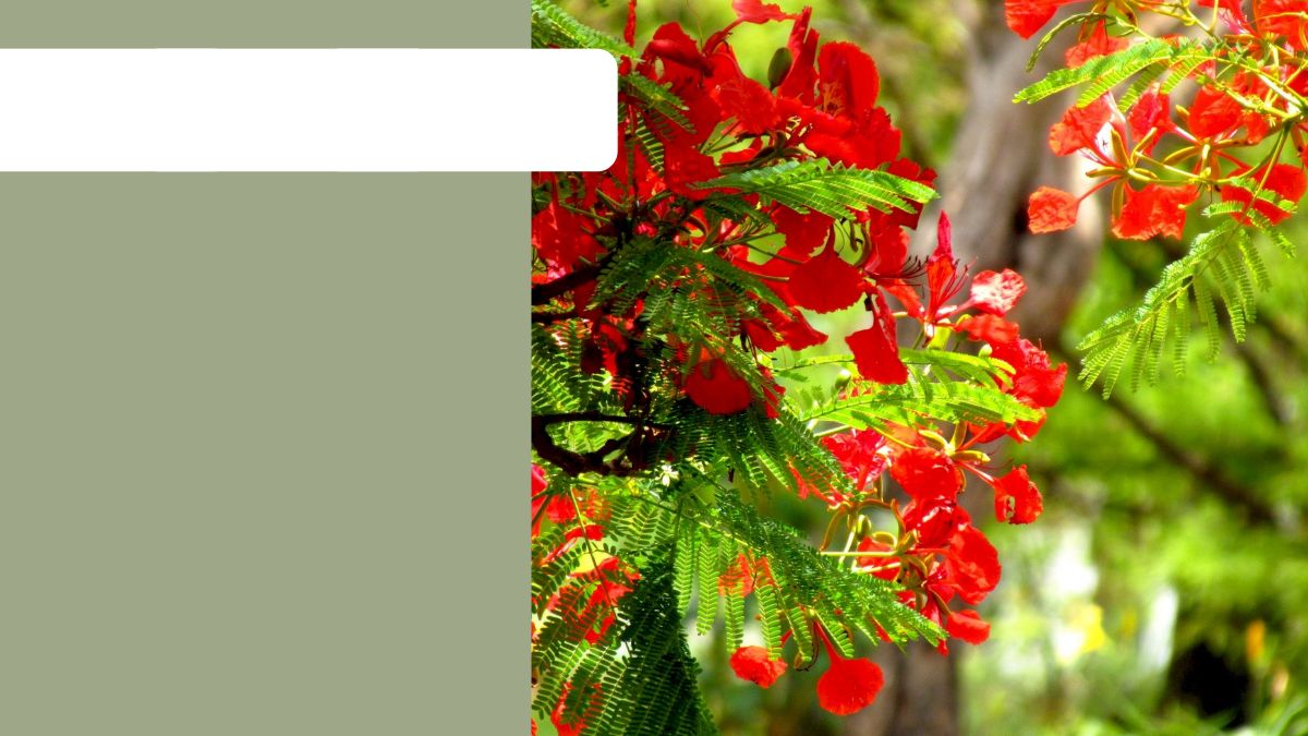 Cây phượng đỏ rực rỡ dưới nắng hè, độ phân giải 1080x1920, chất lượng HD, hình nền thiên nhiên tươi sáng.