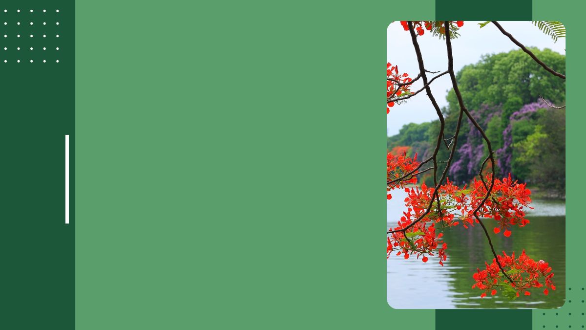 Hình nền phong cảnh hoa phượng đỏ bên hồ, độ phân giải 1080x1920, chất lượng HD, sắc nét, thiên nhiên tươi sáng.