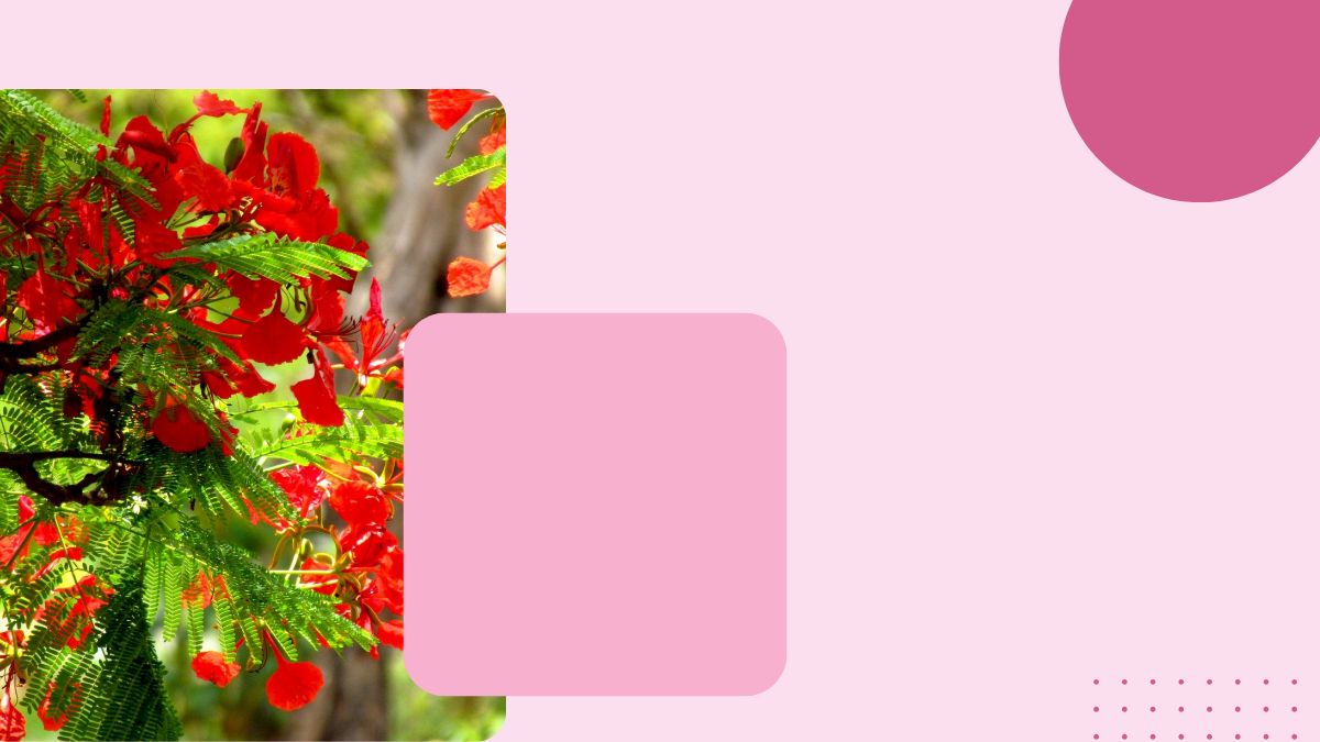 Hình nền hoa phượng đỏ nổi bật trên nền hồng, độ phân giải 1080x1920, chất lượng HD, tạo cảm giác tươi mát thiên nhiên.