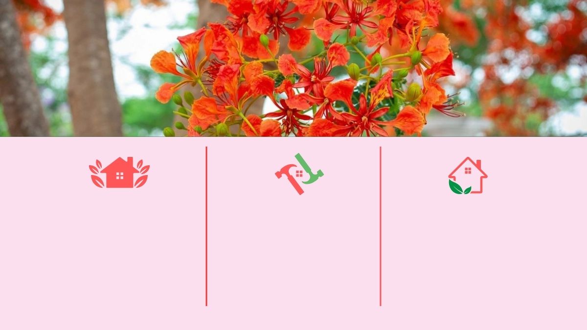 Hình nền hoa phượng rực rỡ sắc màu, độ phân giải 1080x1920, chất lượng HD, thích hợp làm hình nền mùa hè.
