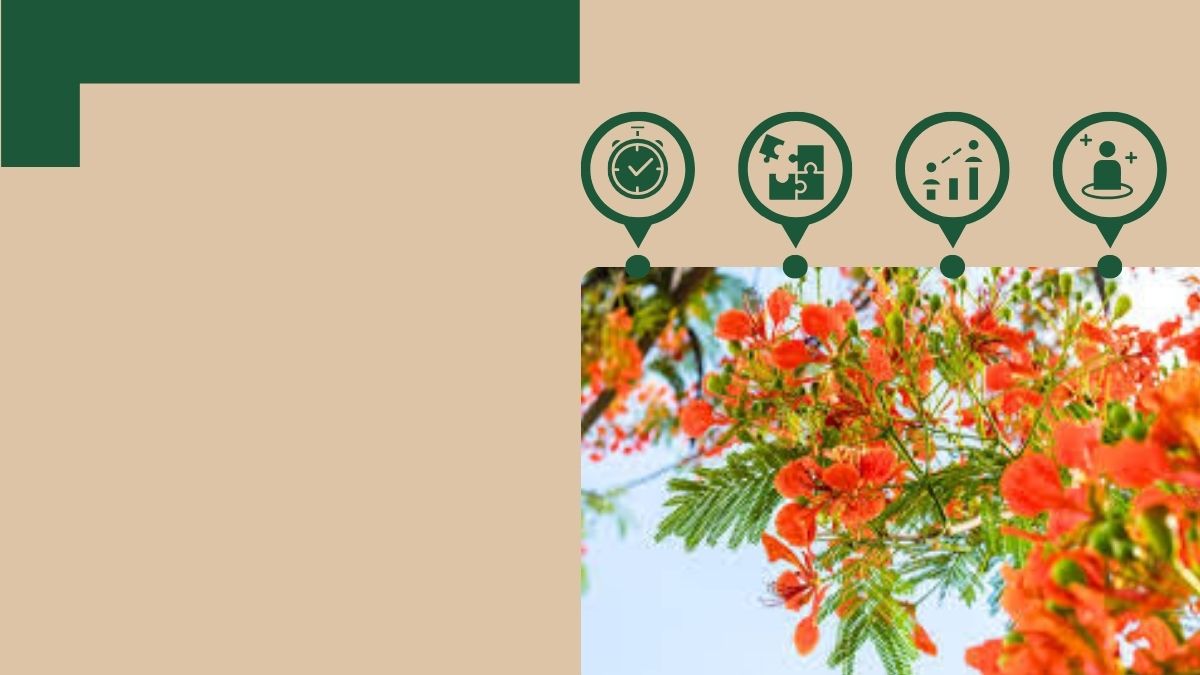 Hình nền hoa phượng đỏ rực rỡ, độ phân giải 1080x1920, chất lượng HD, sắc nét, mang lại cảm giác tươi mới và năng động.