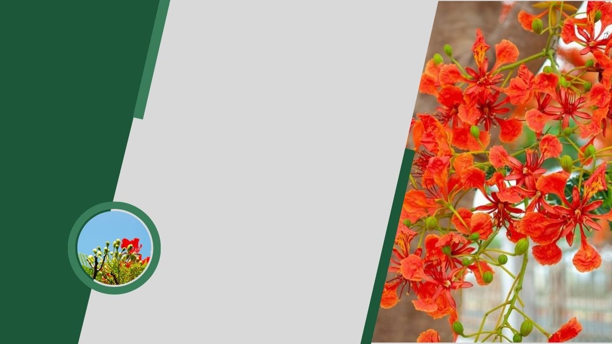 Hình nền hoa phượng đỏ rực rỡ, độ phân giải 1080x1920, chất lượng HD, mang sức sống mùa hè.