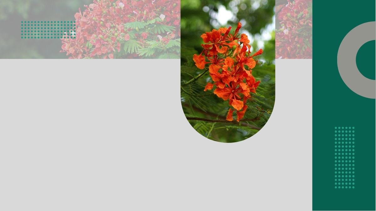 Hình nền hoa phượng đỏ rực rỡ, độ phân giải 1080x1920, chất lượng HD, mang lại cảm giác tươi mới và sôi động.
