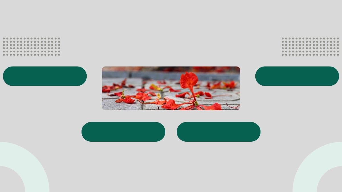 Hình nền hoa đỏ rực rỡ trên nền xám, độ phân giải 1080x1920, chất lượng HD, tạo cảm giác tươi mới.