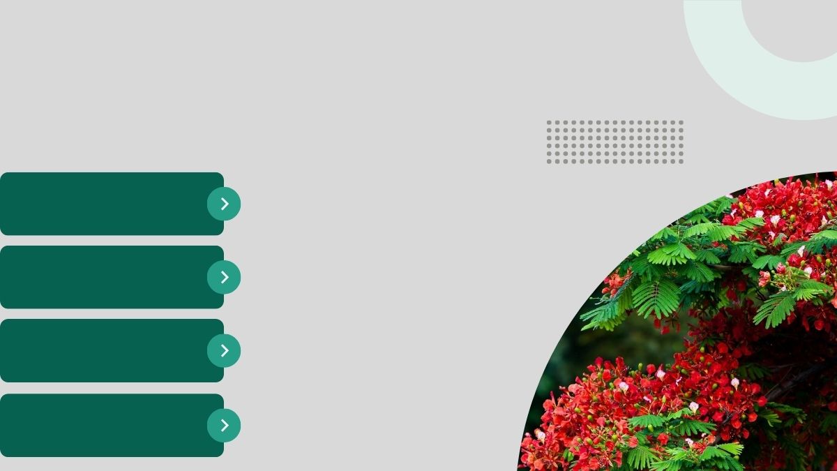 Hình nền hoa phượng đỏ, thiết kế tối giản, độ phân giải 1080x1920 HD, nổi bật vẻ đẹp tự nhiên và phong cách hiện đại.
