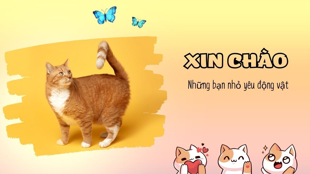 hinh-nen-slide-mo-dau-powerpoint-42 Hình nền mèo cam đáng yêu với bướm xanh, độ phân giải 1080x1920, chất lượng HD, chủ đề động vật.