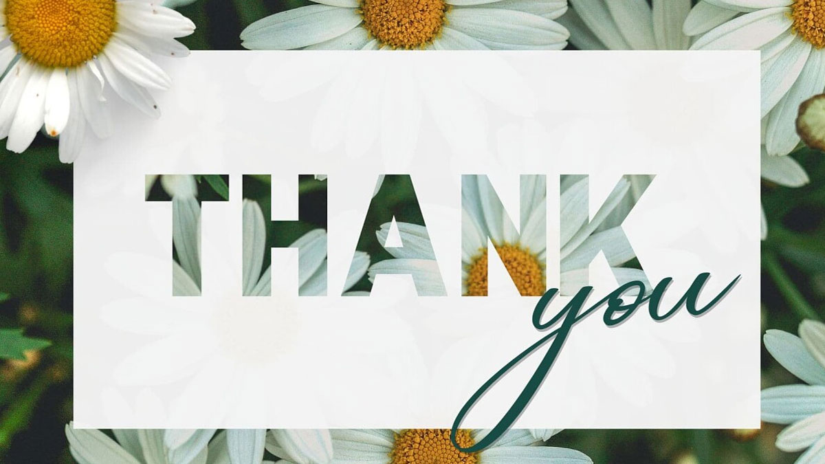 Hình nền hoa cúc trắng với chữ "Thank You", độ phân giải 1080x1920, chất lượng HD, tạo cảm giác biết ơn.