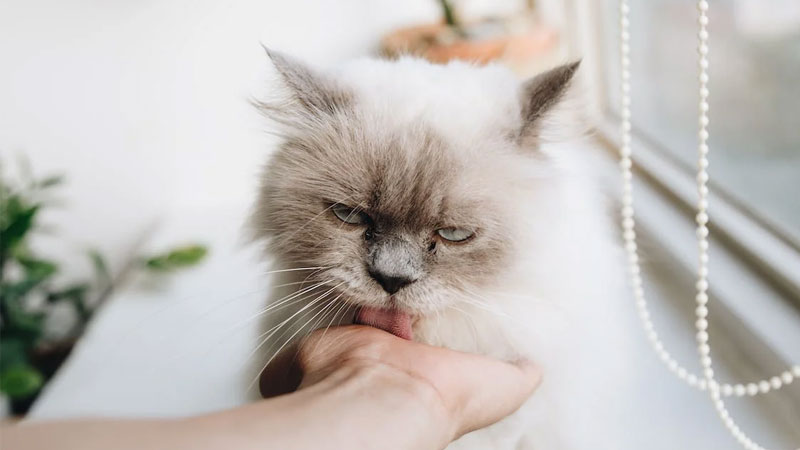 Fluffy cat being petted by a window, 450x800, HD quality, cozy pet moment, soft fur, relaxing atmosphere.