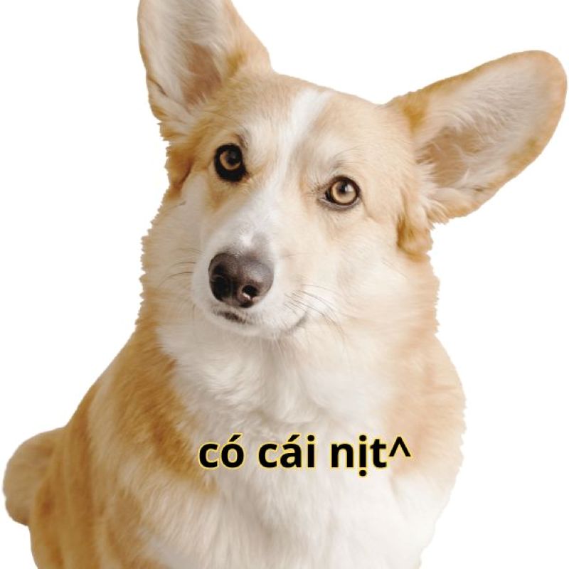 Chó Corgi đáng yêu, nền trắng, độ phân giải 1080x1920, chất lượng HD, hình nền dễ thương và hài hước.