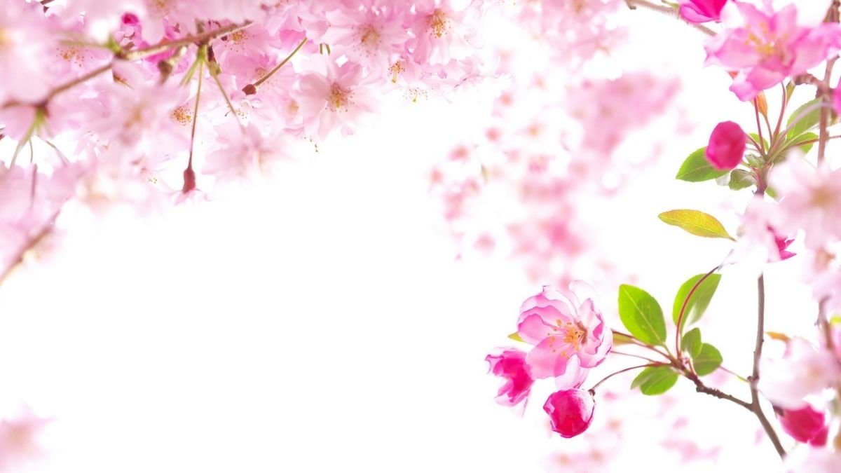 Hình nền hoa anh đào tươi sáng, độ phân giải 1080x1920, chất lượng HD, lý tưởng cho mùa xuân thư giãn.