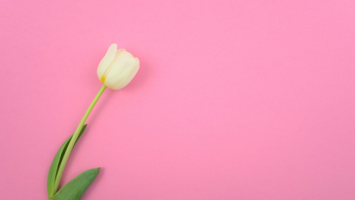 Nền hồng với hoa tulip trắng đơn giản, tinh tế. Hình nền HD 1080x1920, lý tưởng cho thiết kế tối giản.