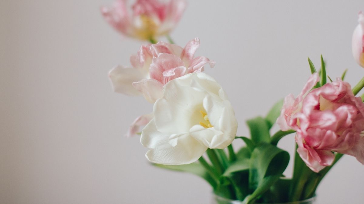 Hình nền hoa tulip hồng trắng tinh tế, độ phân giải 1080x1920, chất lượng HD, tạo cảm giác thư giãn.