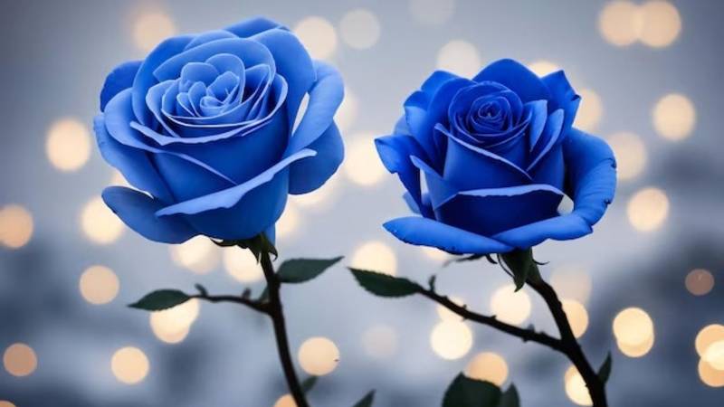 Hai bông hồng xanh nổi bật trên nền bokeh ánh sáng lung linh, độ phân giải 1080x1920, chất lượng HD.
