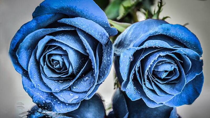 Blue roses with dew drops, HD image 450x800, vibrant floral wallpaper, perfect for backgrounds, nature theme.